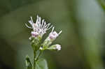 White snakeroot